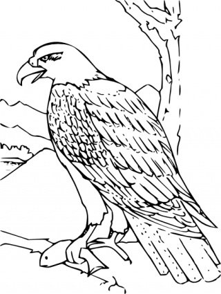 coloring,book,bald,eagle,clip,com365psd