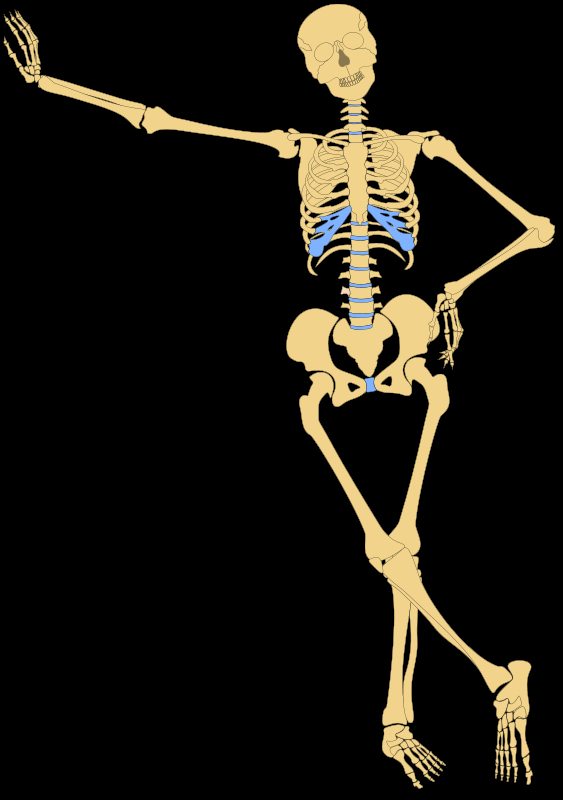 anatomy,bone,bones,human,outline,skeleton,skull,com365psd