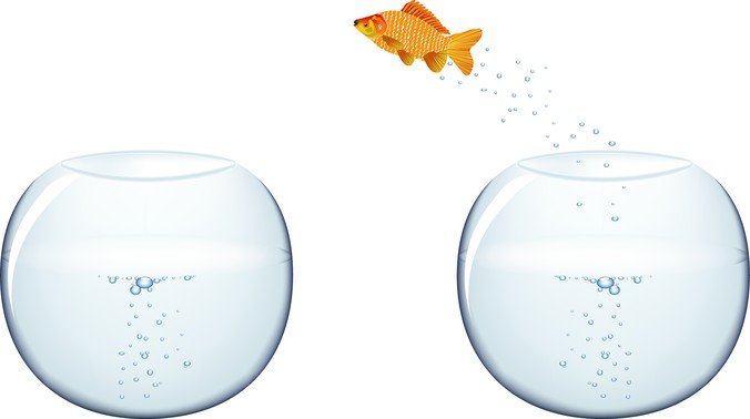 bowl,fish,goldfish,jumping,com365psd