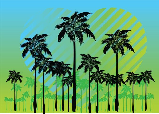africa,climate,coconut,equator,exotic,flora,high,hot,jungle,leaves,nature,palm,paradise,relax,resort,summer,tour,tourism,travel,tree,tropical,tropics,com365psd