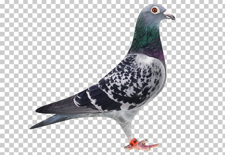 homing,bird,homer,dove,racing,pigeon,stock,green,free download,png,comdlpng