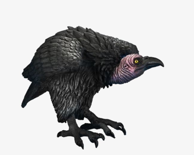 vultures,bird,picture,black,clipart,free download,png,comdlpng