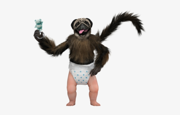 transparent,monkey,baby,puppy,free download,png,comdlpng