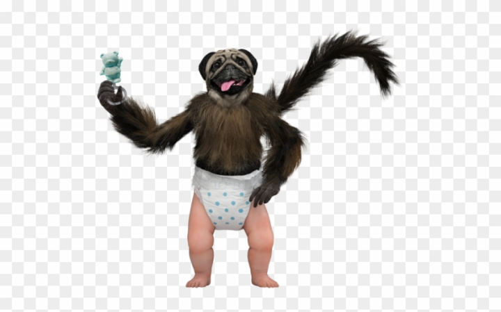 transparent,monkey,baby,puppy,free download,png,comdlpng