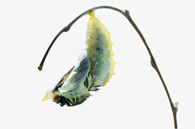 Free Insect Cocoon Metamorphosis Insect Clipart Insect Cocoon