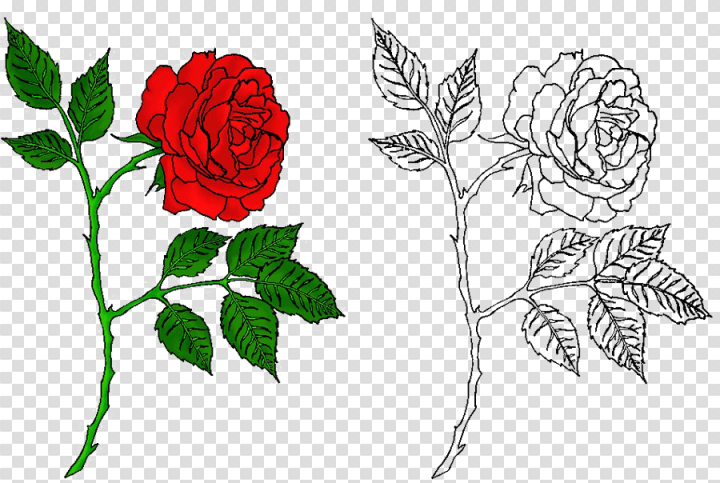 Tattoo Flash Art Drawing Rose Free Frame Clipart  Rose Tattoo Design HD  Png Download  vhv