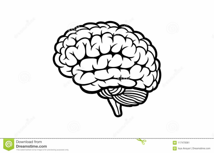 human,brain,white,background,illustration,vector,stock,free download,png,comdlpng