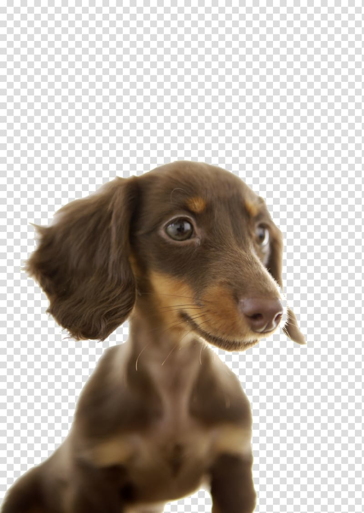 dachshund,cute,clipart,background,puppy,dog,pet,transparent,free download,png,comdlpng