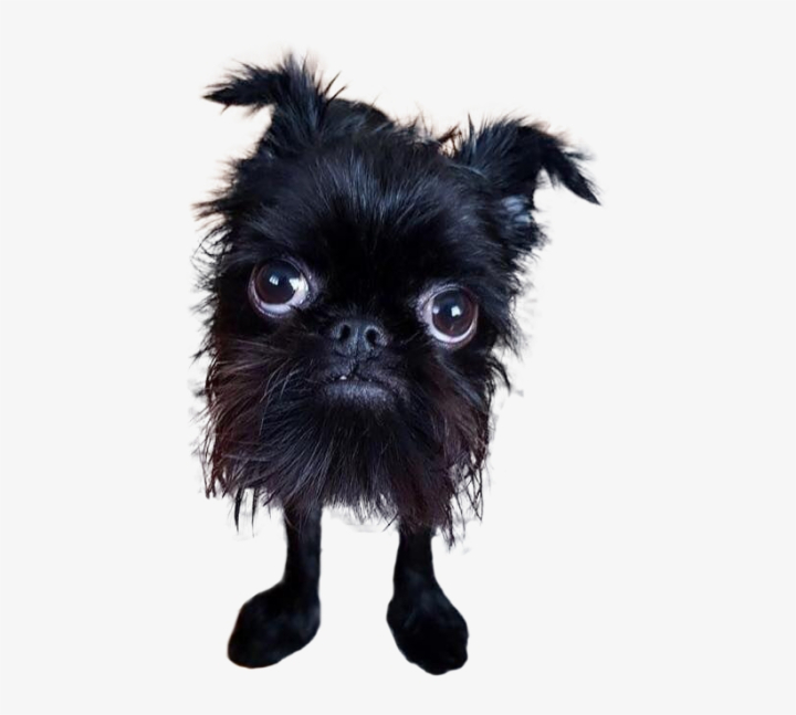 animala,cute,transparent,background,ugly,dog,free download,png,comdlpng