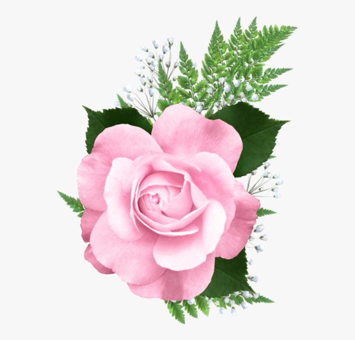 flower,pink,roses,rose,clipart,flowers,pretty,free download,png,comdlpng