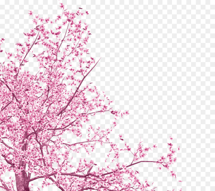 festival,pink,national,cherry,blossom,free download,png,comdlpng