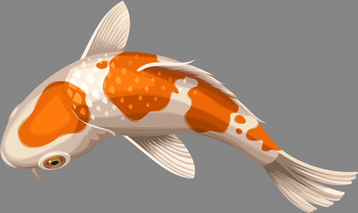 pin,koi,transparent,background,fish,clipart,hd,free download,png,comdlpng