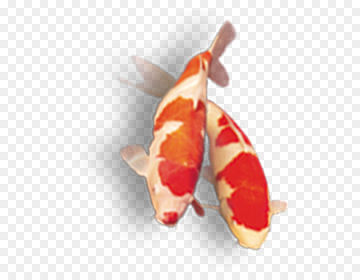 Free: Fish Cartoon png download - 700*700 - Free Transparent Koi png ... -  