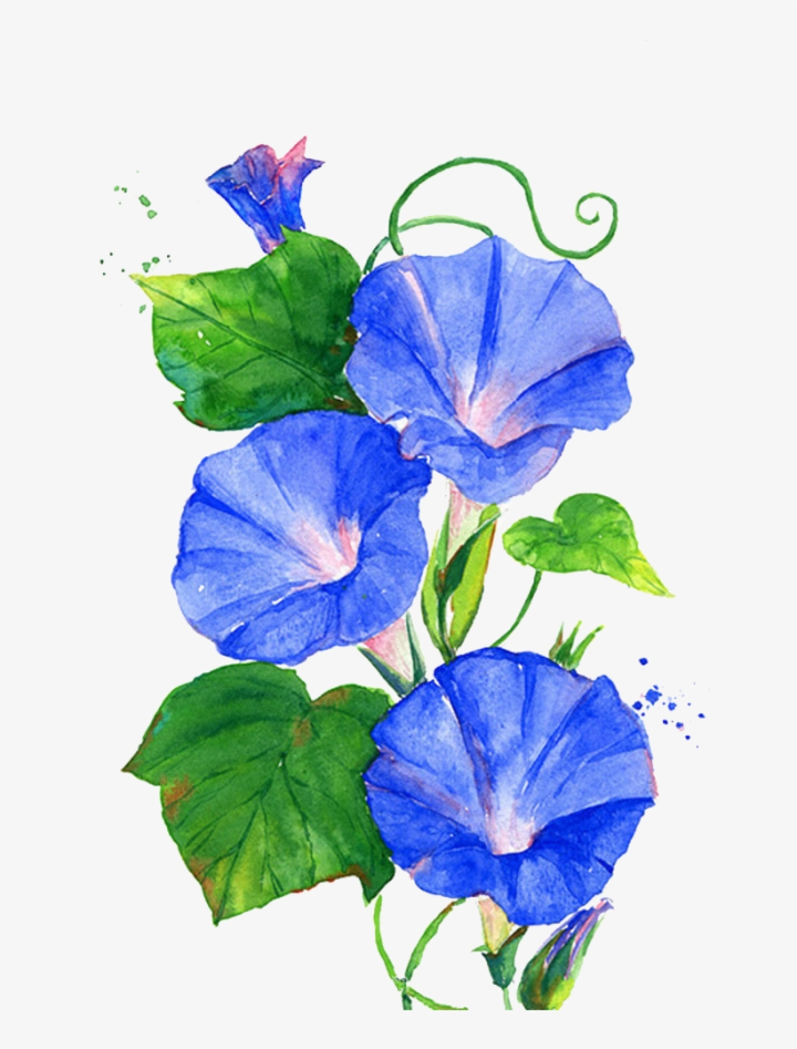 vine,flower,morning,glory,trumpet,painting,free download,png,comdlpng