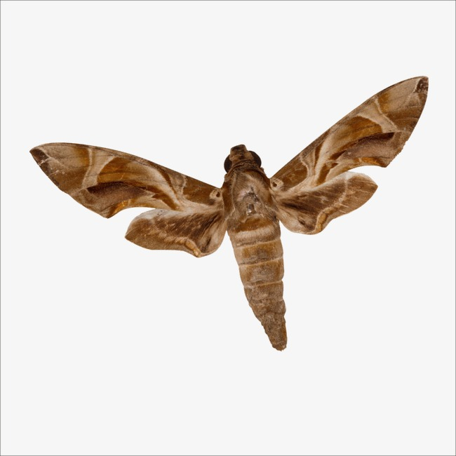 Ночные бабочки сканворд