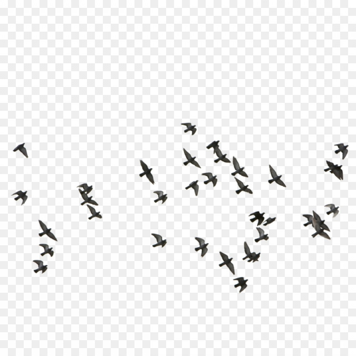 feige,flying,bird,euclidean,soidergi,birds,flocks,vector,free download,png,comdlpng