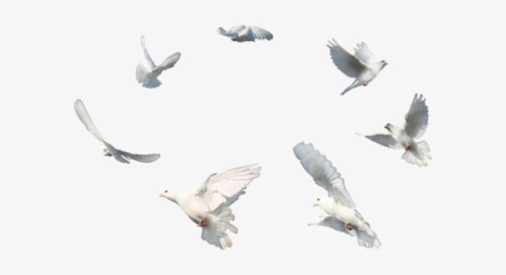 Free: Wedding White Dove Png - Flying Dove Png Transparent Transparent ...  