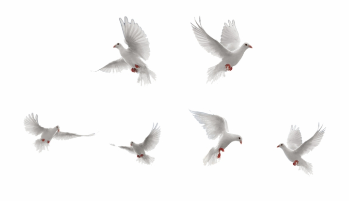 water,rock,bird,flight,dove,flock,free download,png,comdlpng