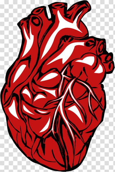 HD Real Heart Png Clipart - Human Heart Transparent Background