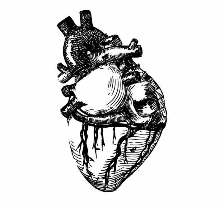 drawing,line,heart,realistic,art,anatomy,free download,png,comdlpng