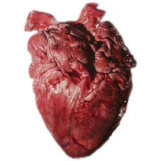 heart,transparent,real,free download,png,comdlpng