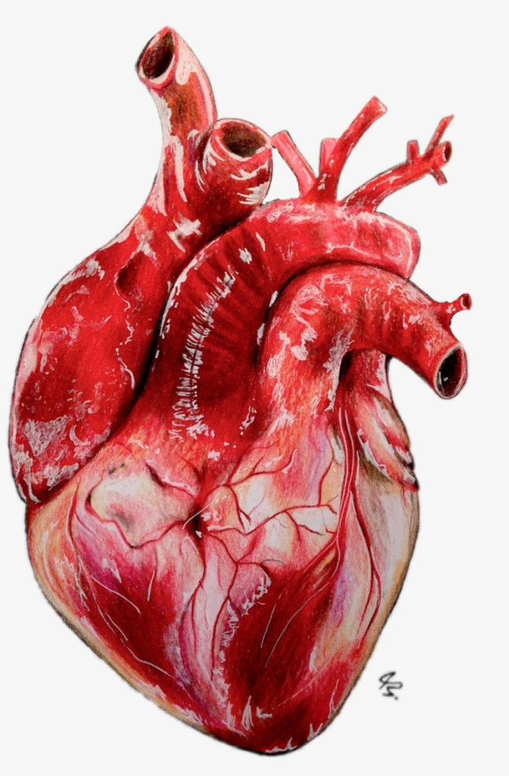 drawing,heart,realistic,realistic,heart,free download,png,comdlpng