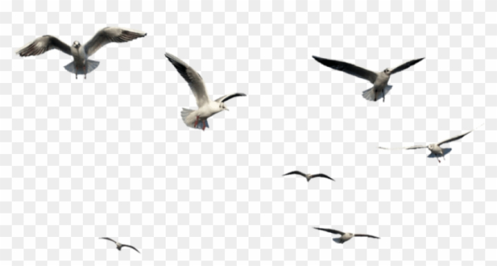 flying,background,bird,free download,png,comdlpng