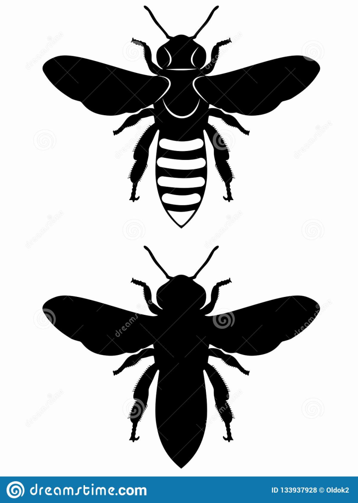 bee vector free download