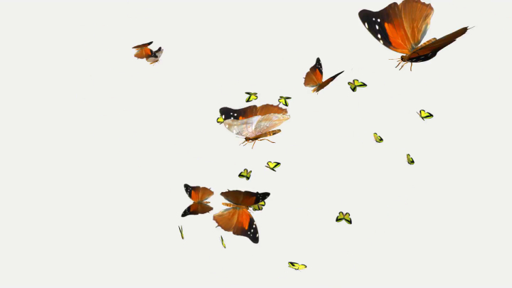beautiful,swarm,butterfly,alpha,channel,transparent,free download,png,comdlpng