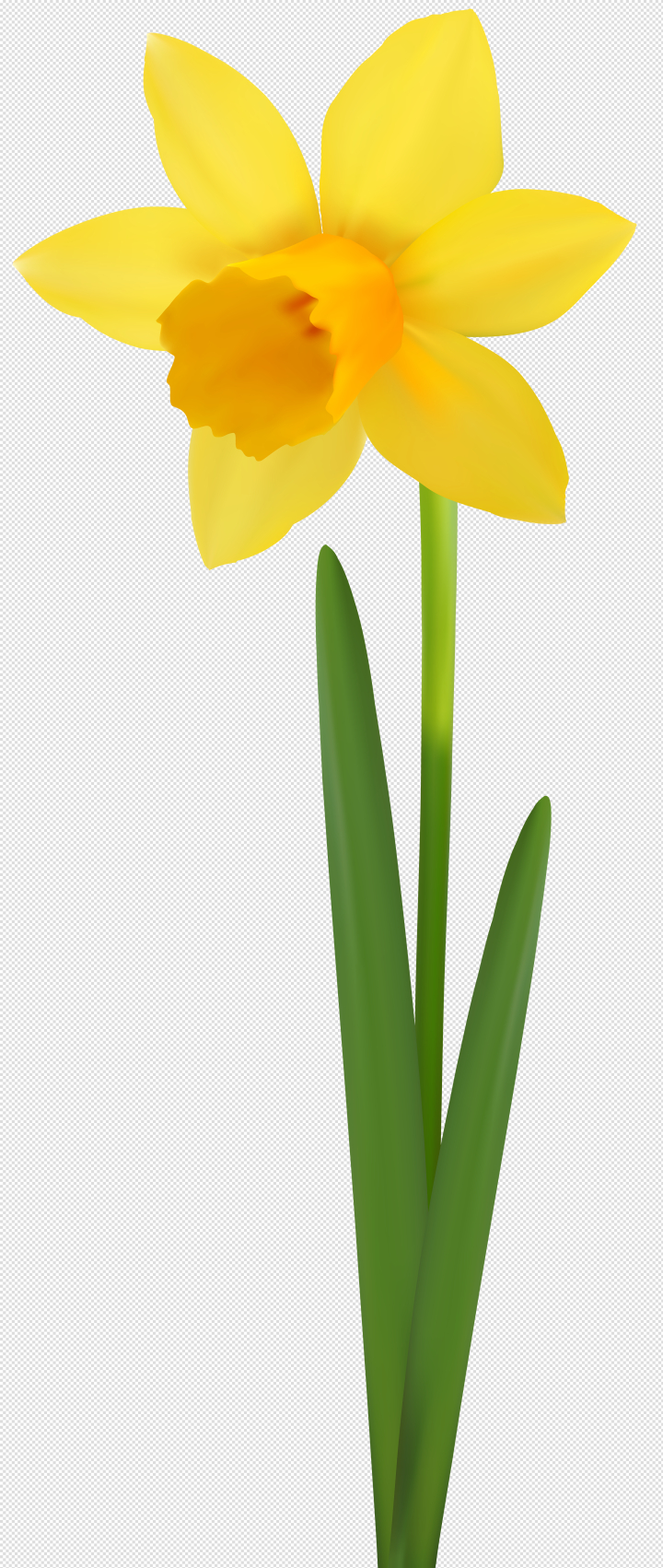 Free: Daffodil Flower Transparent Image | Gallery Yopriceville - High ...