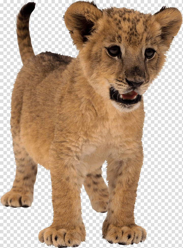 cub,small,clipart,background,lion,transparent,free download,png,comdlpng