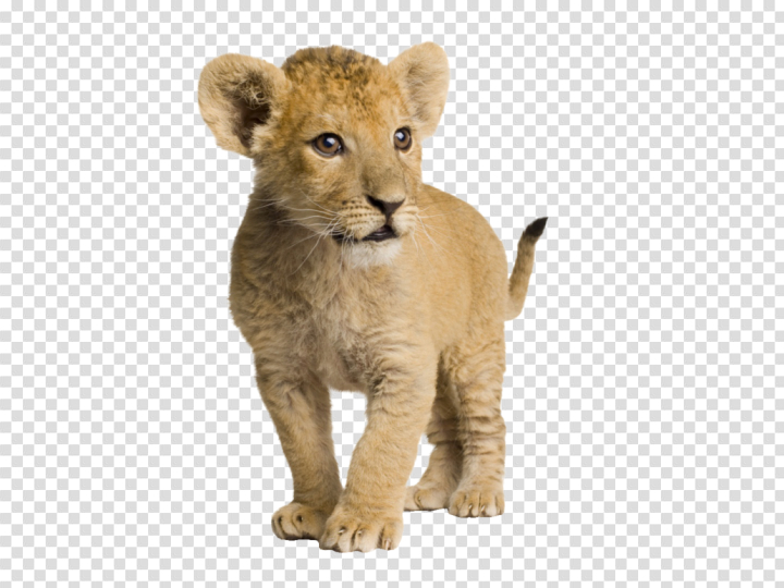 cub,lion,free download,png,comdlpng