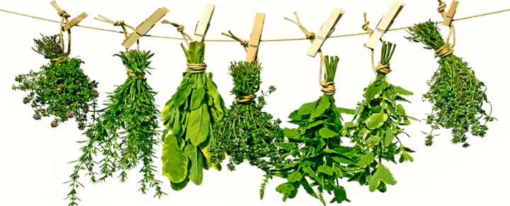 herbs,shop,zia,pharma,medicinal,dr,free download,png,comdlpng