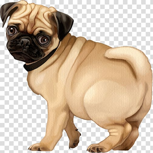 companion,pug,puppy,puppy,dog,dog,breed,transparent,toy,free download,png,comdlpng