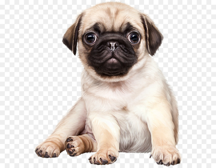 french,transparent,puppy,bulldog,free download,png,comdlpng