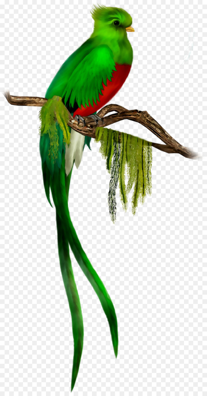 bird,feather,budgerigar,quetzal,resplendent,macaw,free download,png,comdlpng