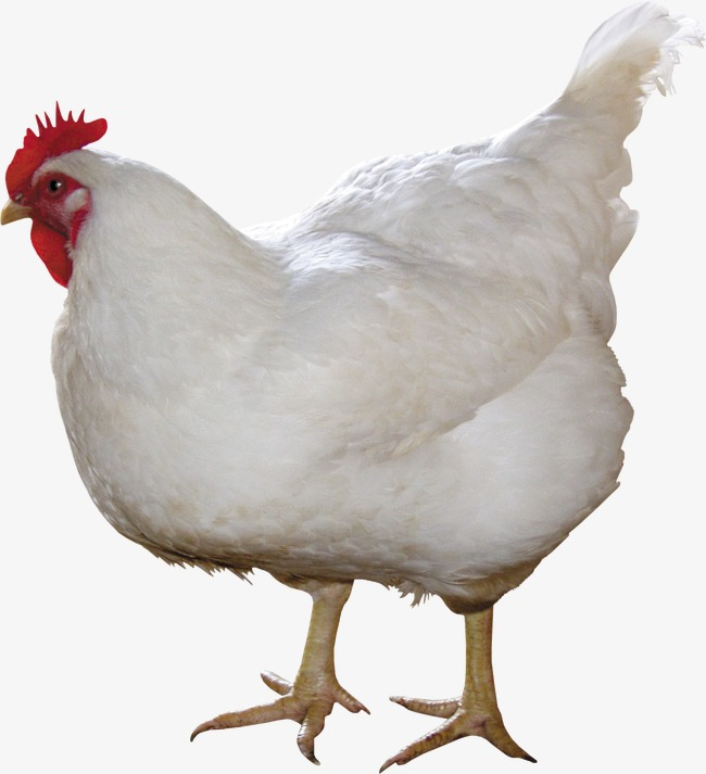 Free: Chicken, Chicken Clipart, Hen PNG Image and Clipart for Free Download  
