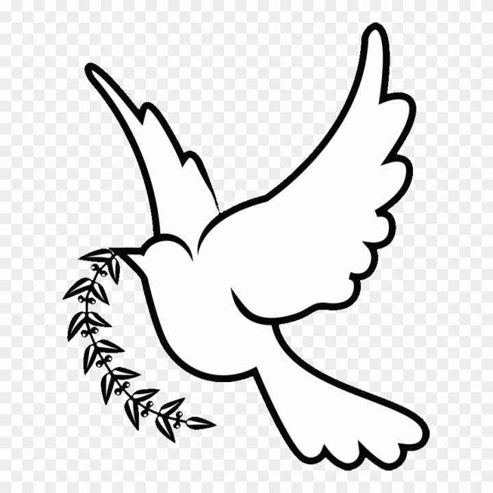 drawing,white,dove,doves,clipart,free download,png,comdlpng