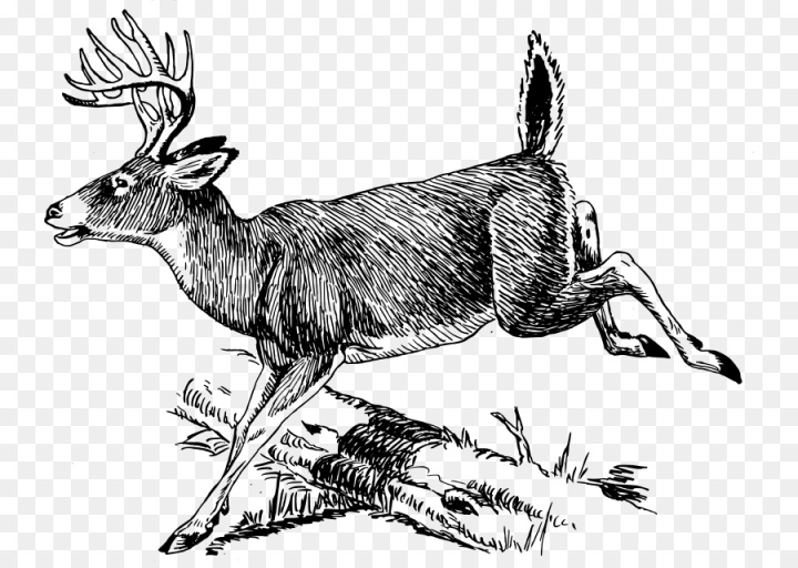 white tailed deer clip art