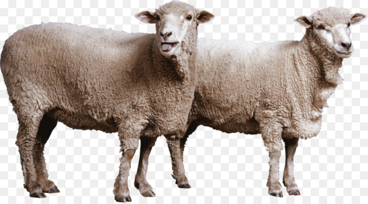 dorset,horn,cattle,goat,goat,romney,sheep,free download,png,comdlpng