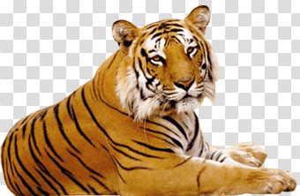 tiger,free download,png,comdlpng