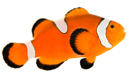 Fish Png - Imagen De Pez Real - Free Transparent PNG Download - PNGkey