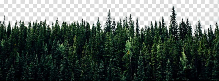 clipart,pine,nature,background,graphy,trees,transparent,free download,png,comdlpng