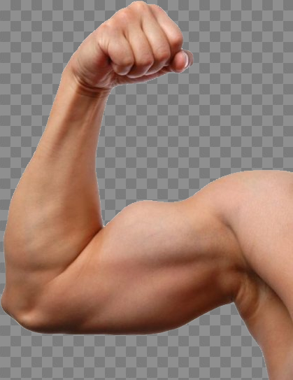 Illustration of person's arm, Muscle Drawing Augu0161delms Arm, A strong  upper arm transparent background PNG clipart