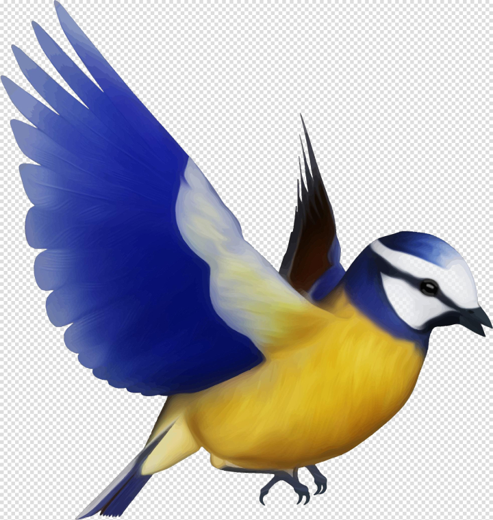 bird,multicolored,free download,png,comdlpng