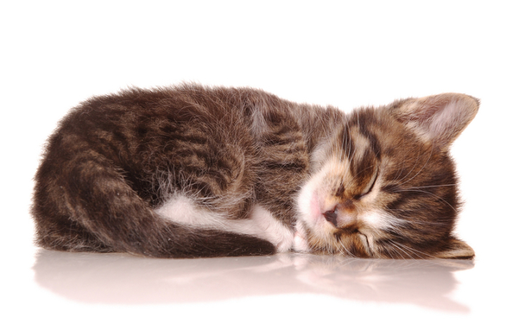 sleeping,cat,collection,page,free download,png,comdlpng