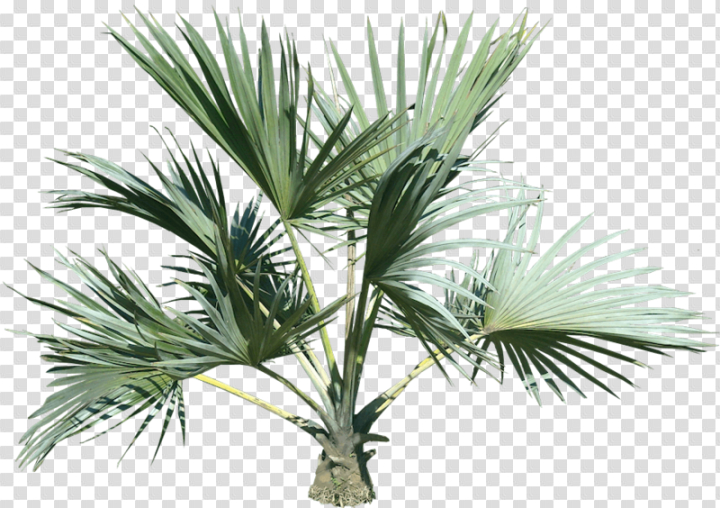 palm,tree,free download,png,comdlpng