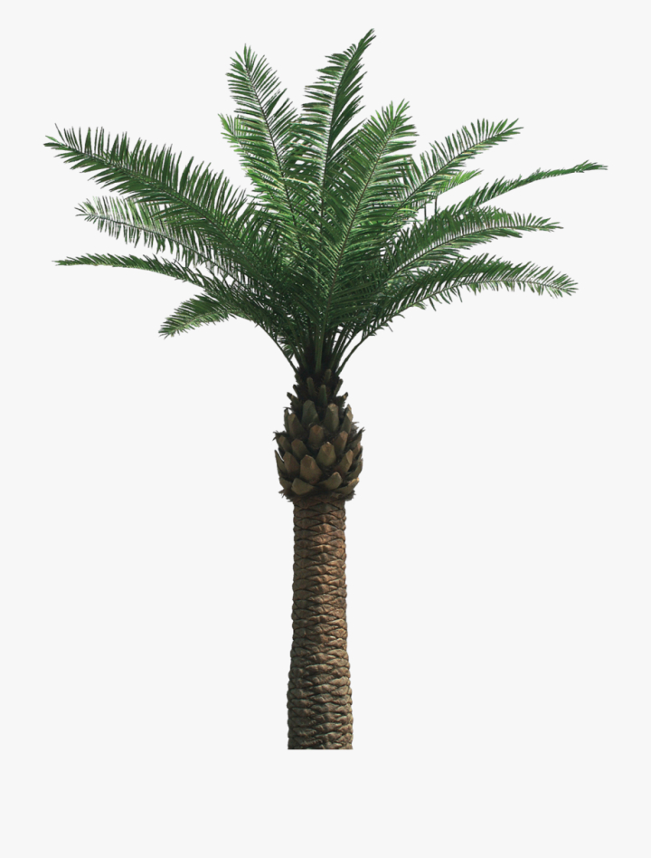 cliparts,palm,tree,date,free download,png,comdlpng