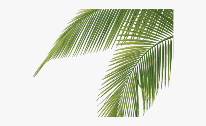 frond,palm,tree,clipart,free download,png,comdlpng