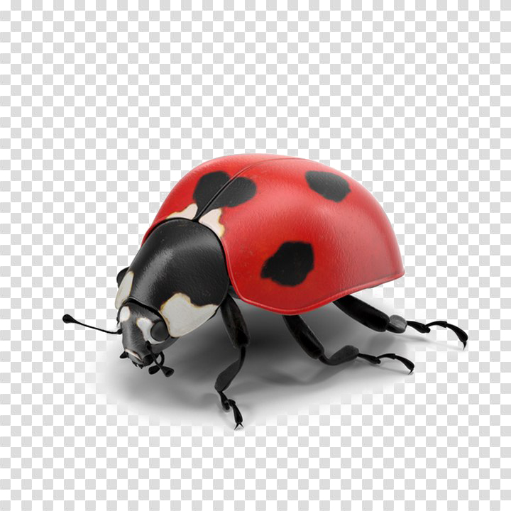 ladybird,beetle,free download,png,comdlpng
